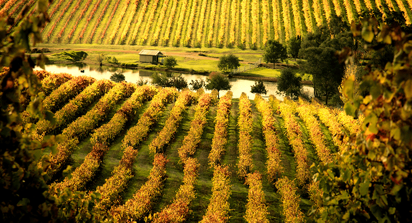 Nannup Ridge Vineyard